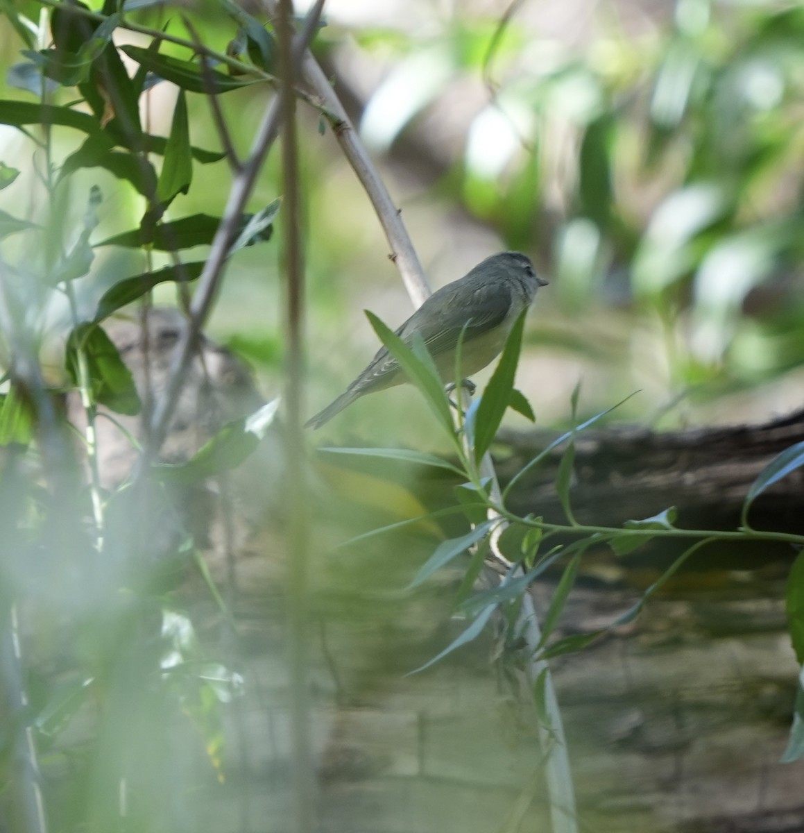 Philadelphia Vireo - ML612467524