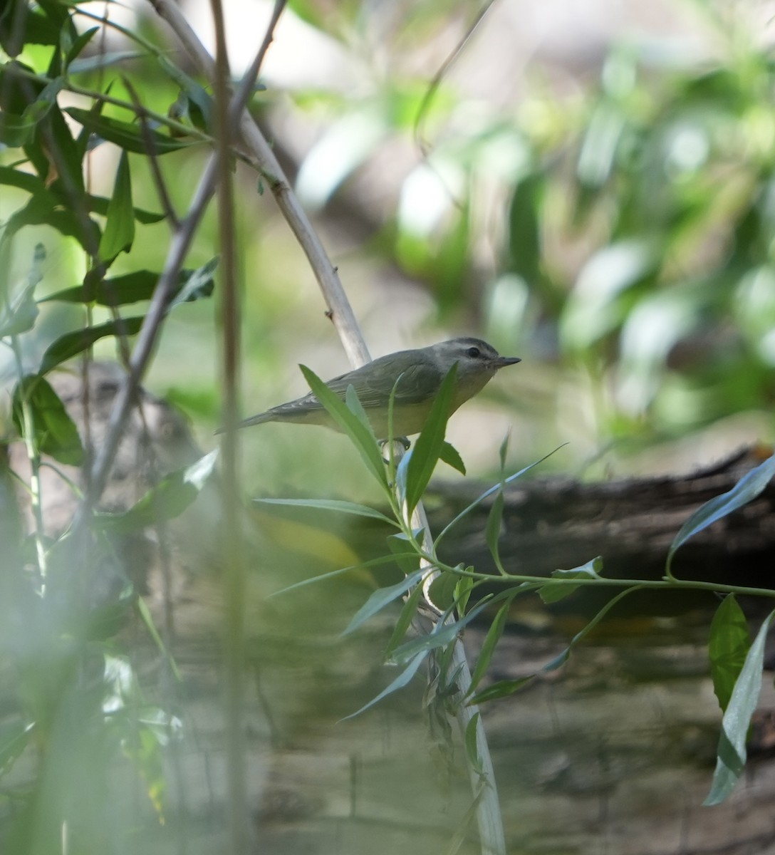 Philadelphia Vireo - ML612467529