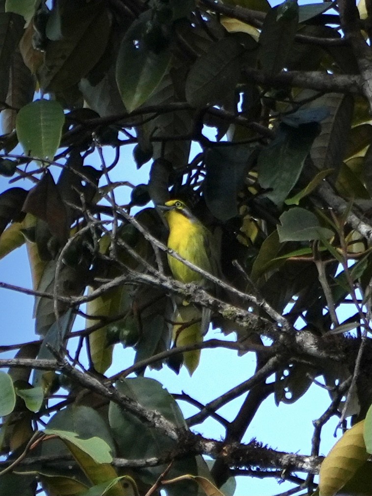 Slaty-capped Shrike-Vireo - ML612467536