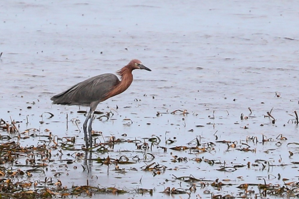 Reddish Egret - ML612467539