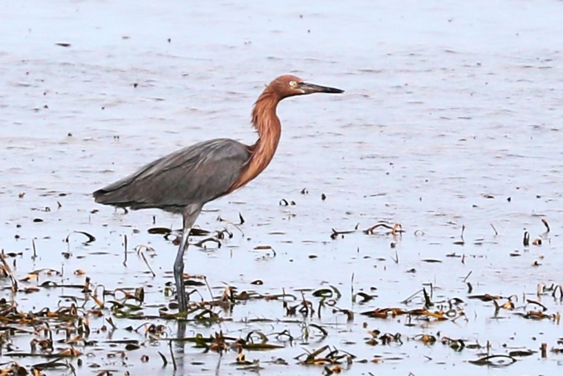 Reddish Egret - ML612467540