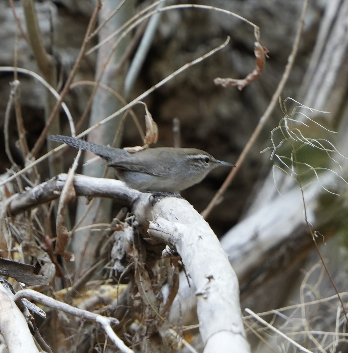 Bewick's Wren - ML612467543