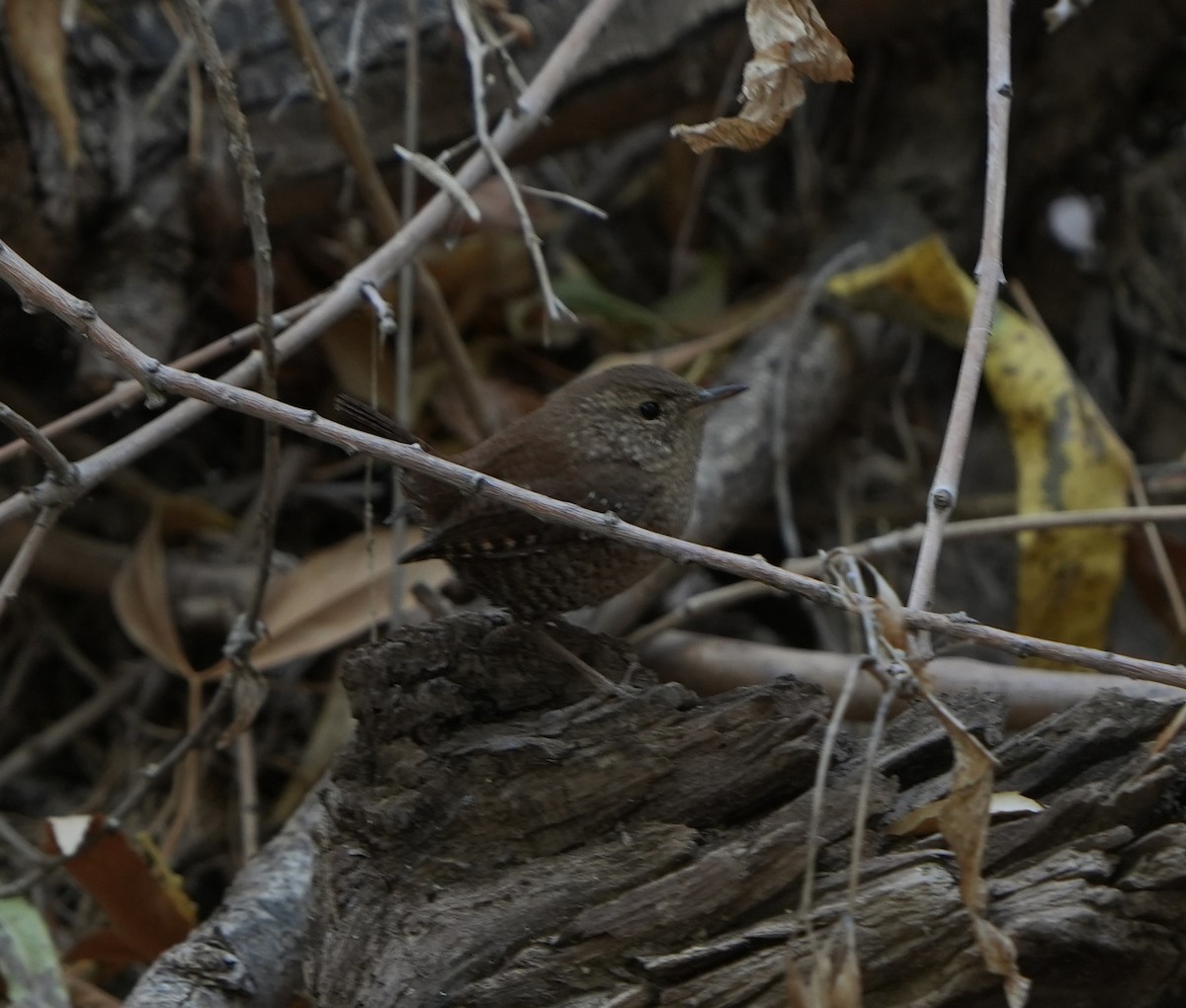 Winter Wren - ML612467555