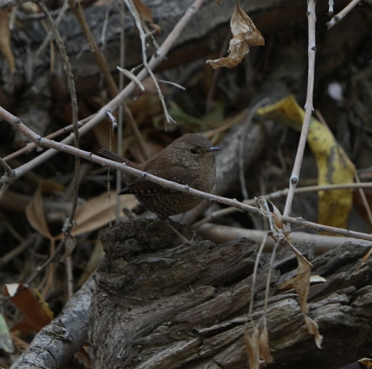 Winter Wren - ML612467570