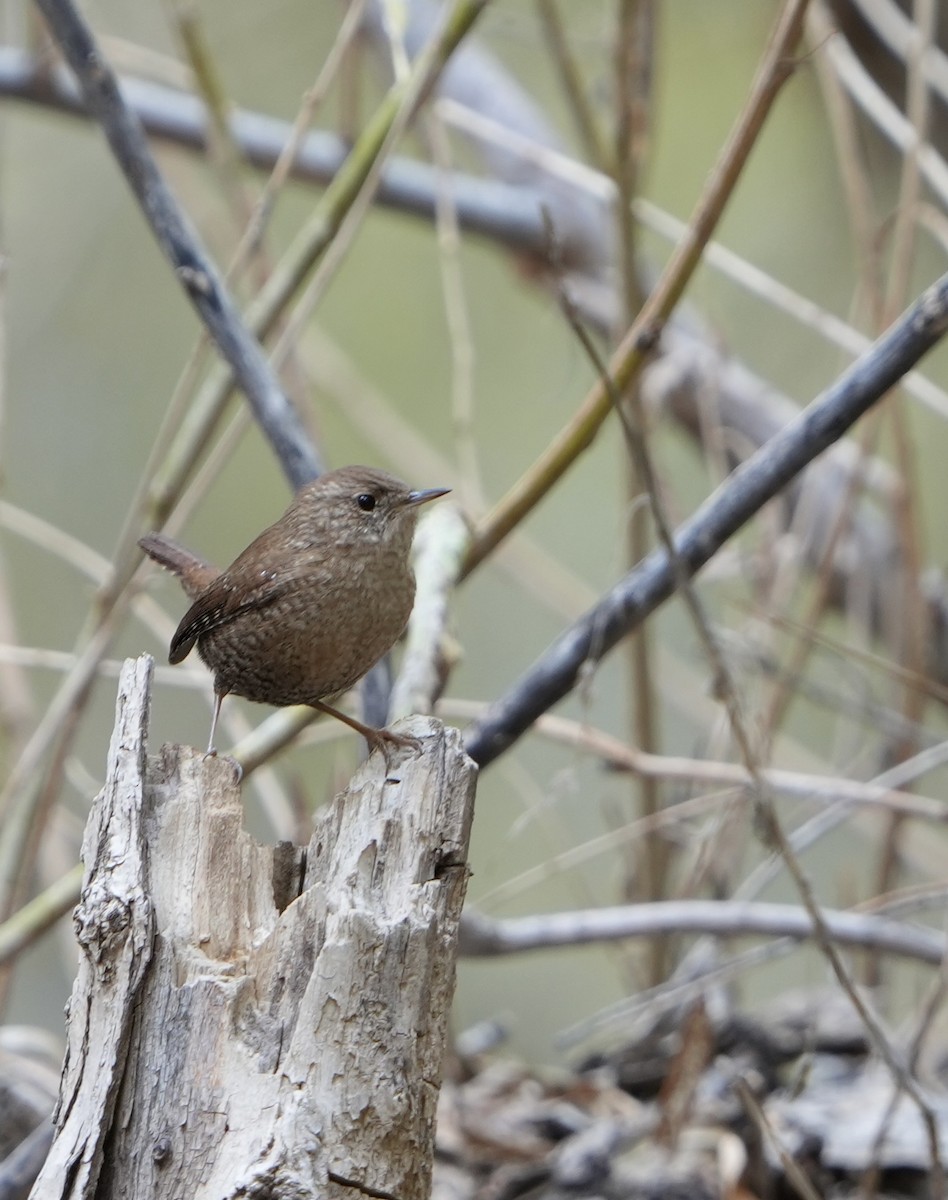 Winter Wren - ML612467575