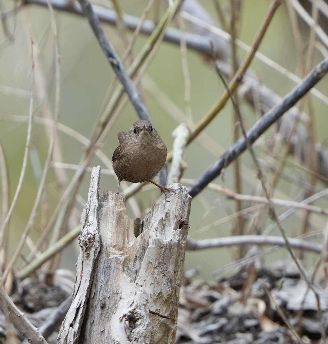 Winter Wren - ML612467578