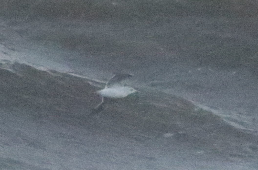 Great Black-backed Gull - ML612467635