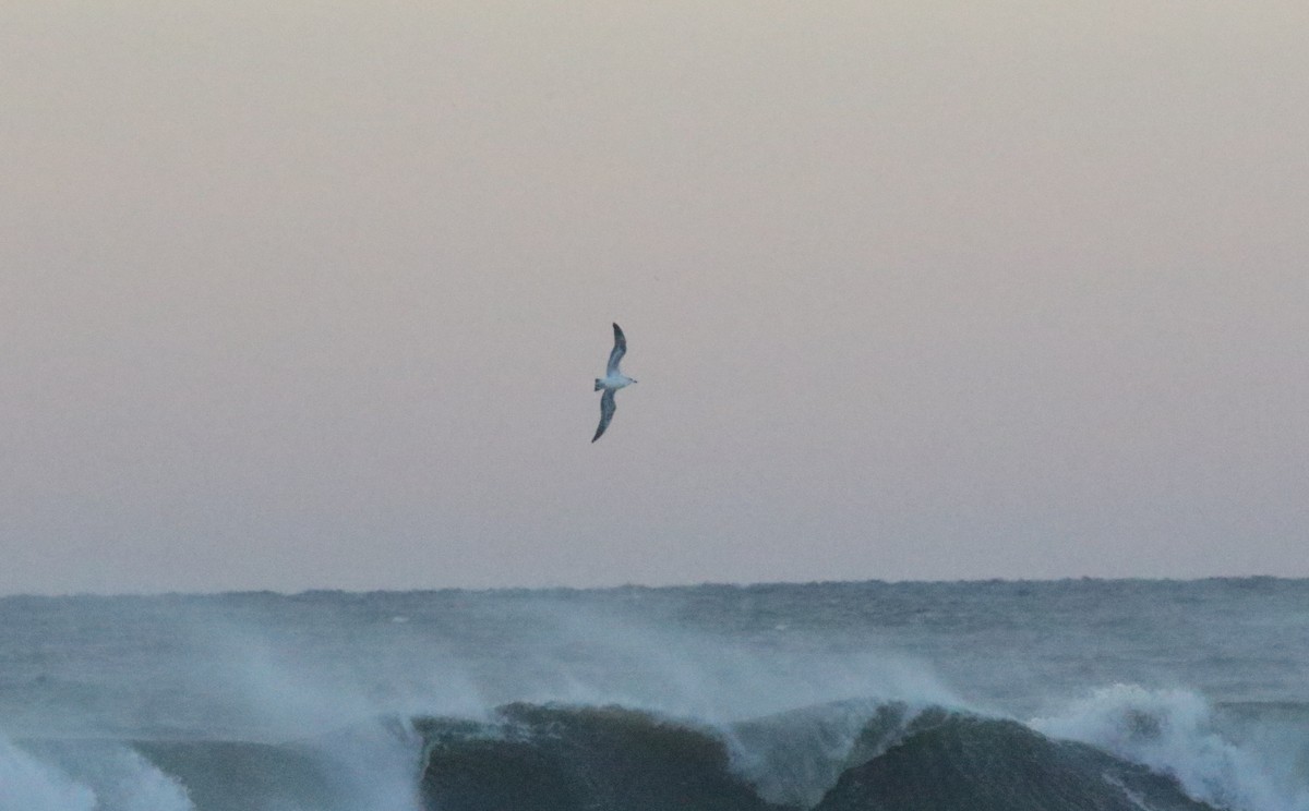 Great Black-backed Gull - ML612467637