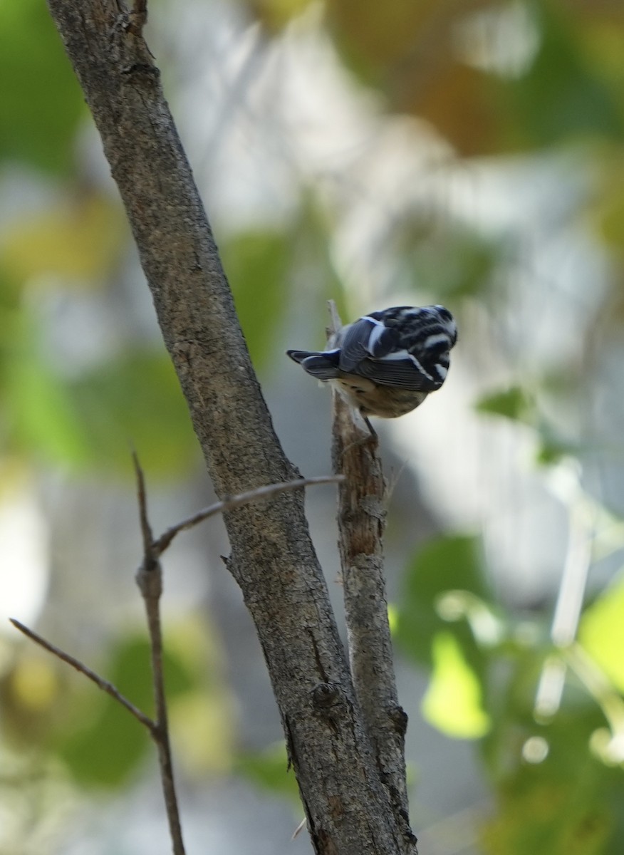 Black-and-white Warbler - ML612467810