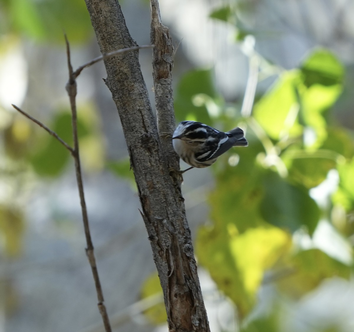 Black-and-white Warbler - ML612467814