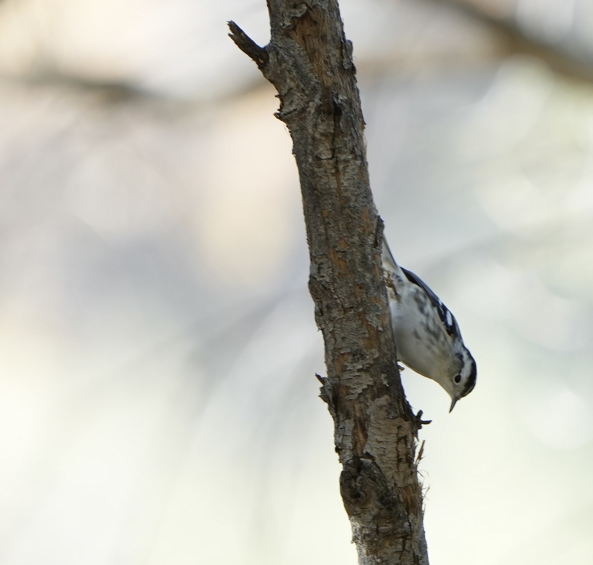 Black-and-white Warbler - ML612467815