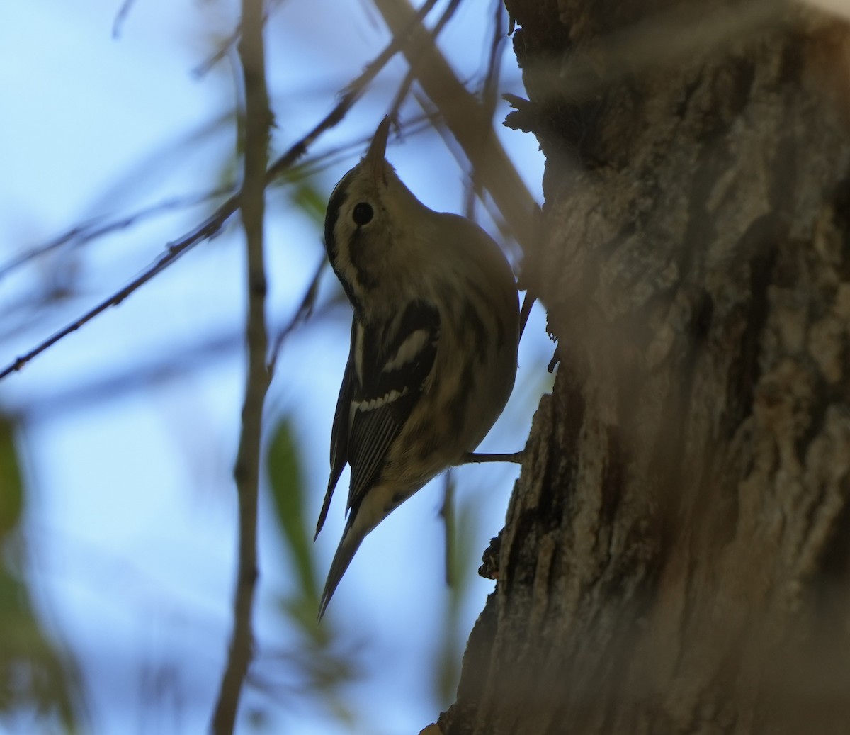 Black-and-white Warbler - ML612467825