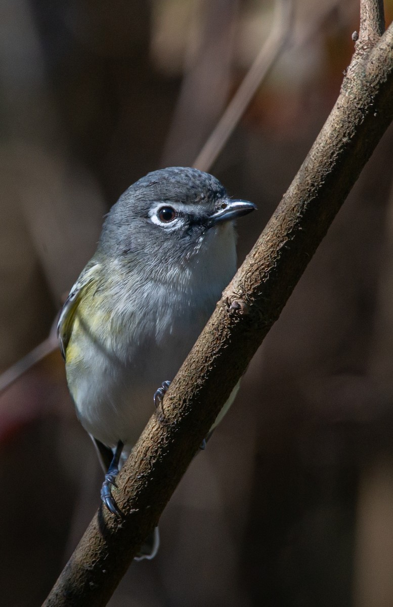 Mavi Başlı Vireo - ML612467826