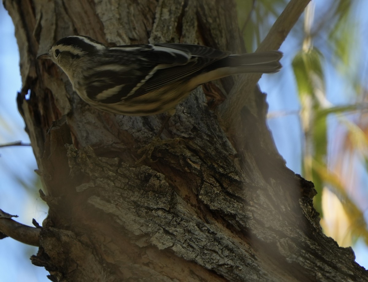 Black-and-white Warbler - ML612467827