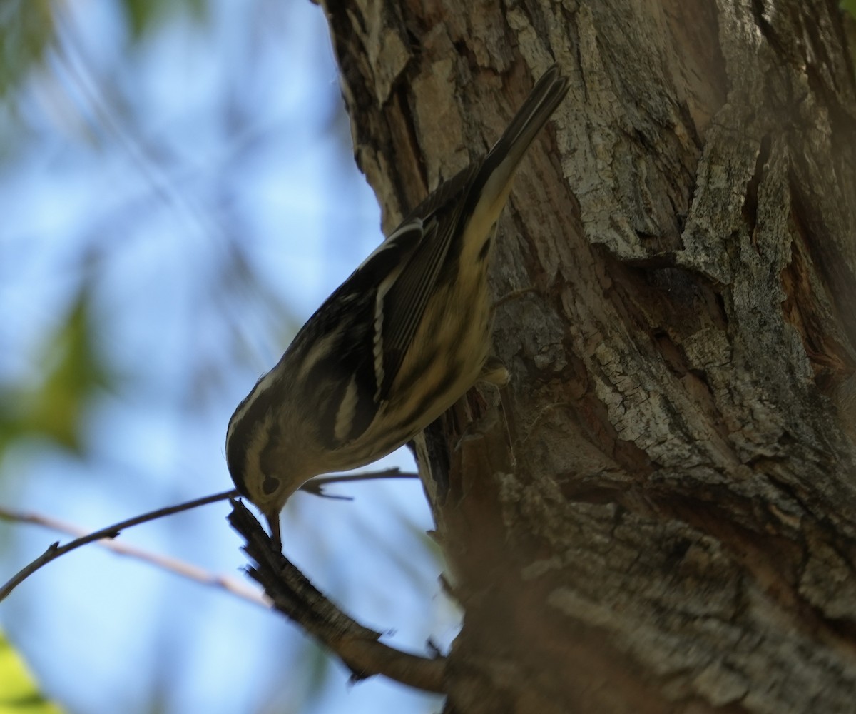 Black-and-white Warbler - ML612467830