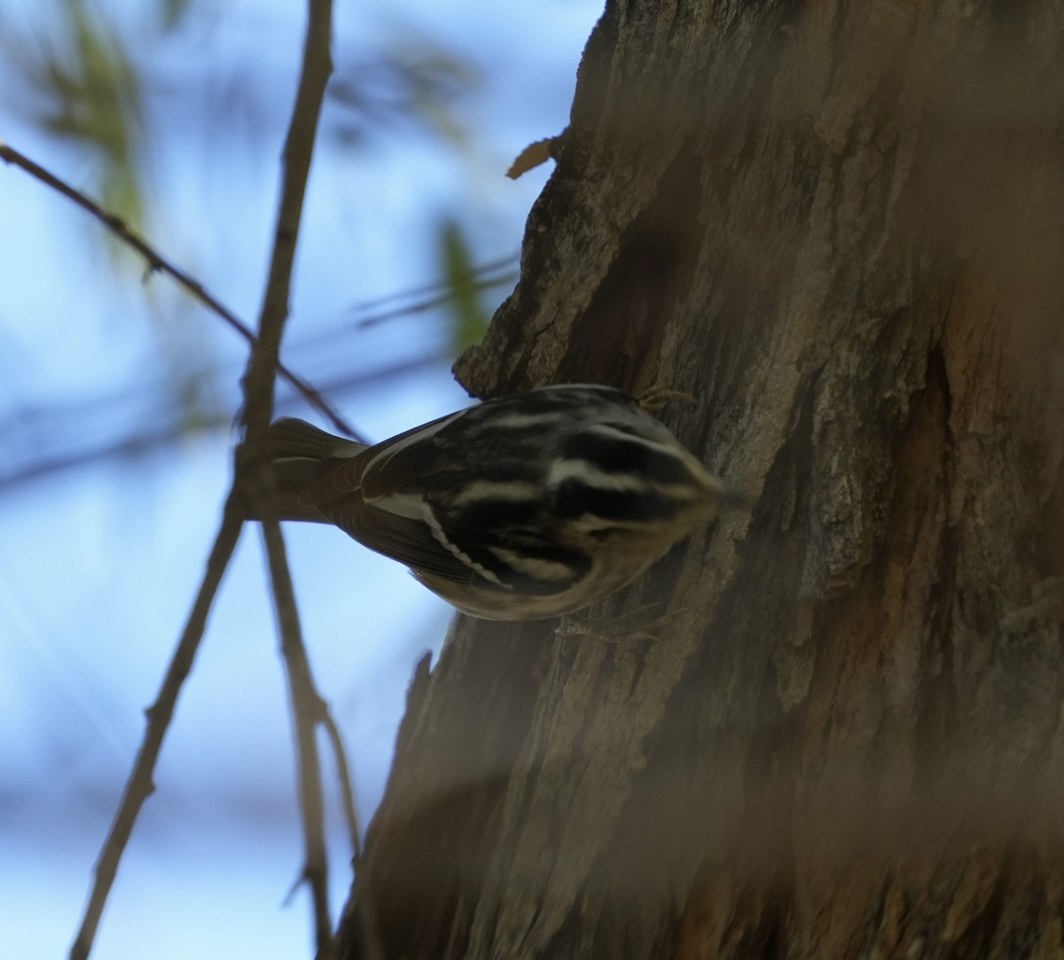 Black-and-white Warbler - ML612467835