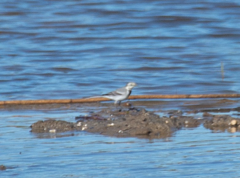 White Wagtail - Amber Hart