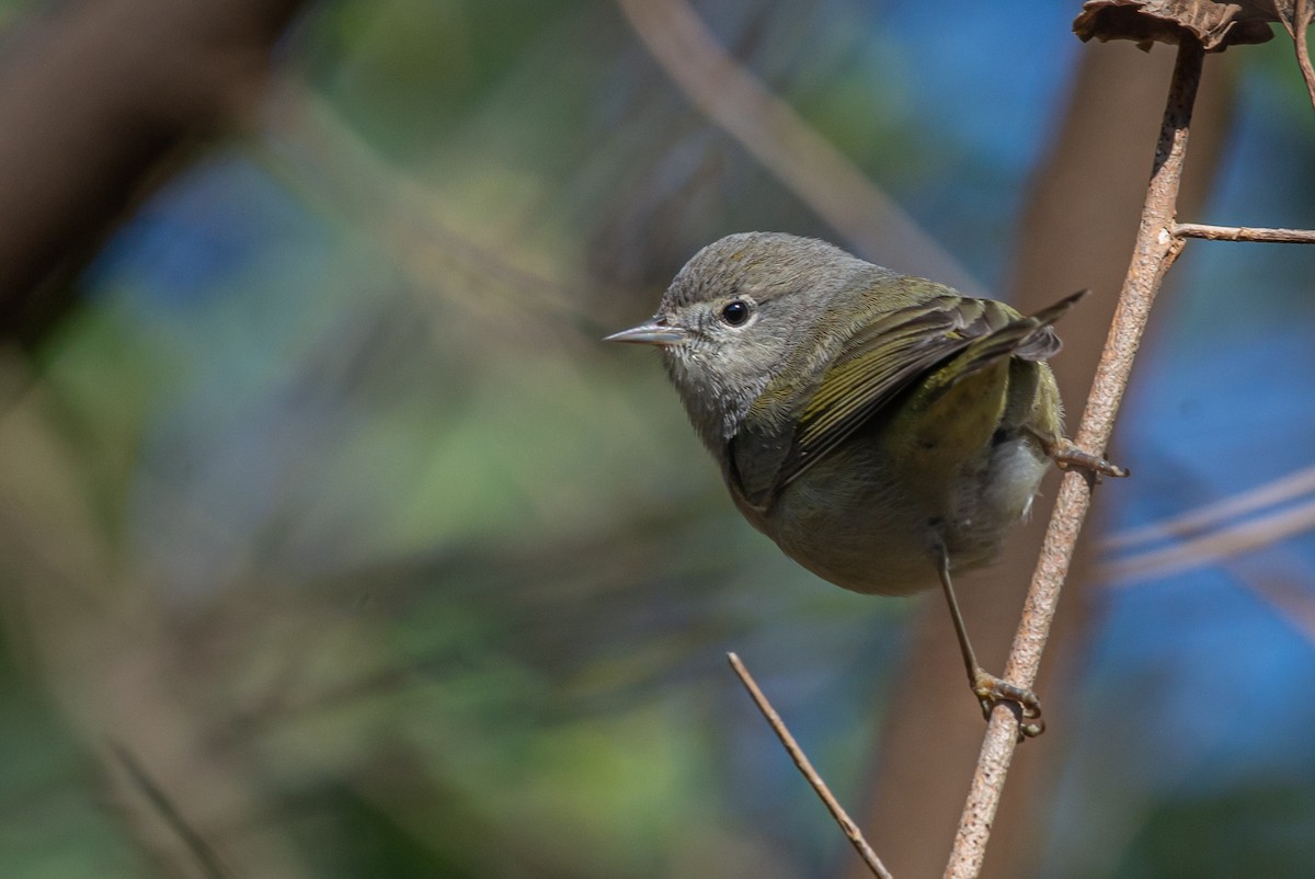 Orange-crowned Warbler - ML612467862