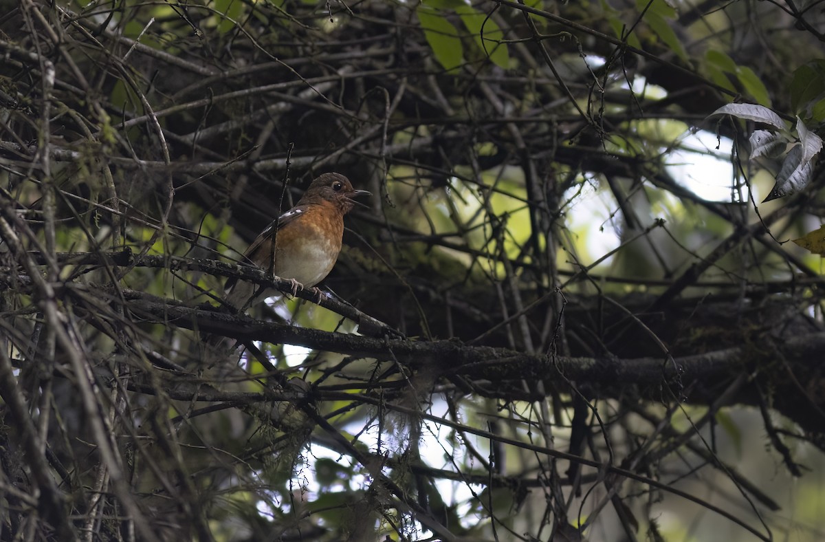 Orange Ground-Thrush - ML612467906