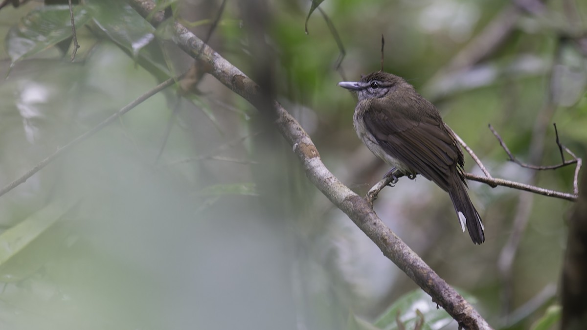 Hook-billed Bulbul - ML612467998