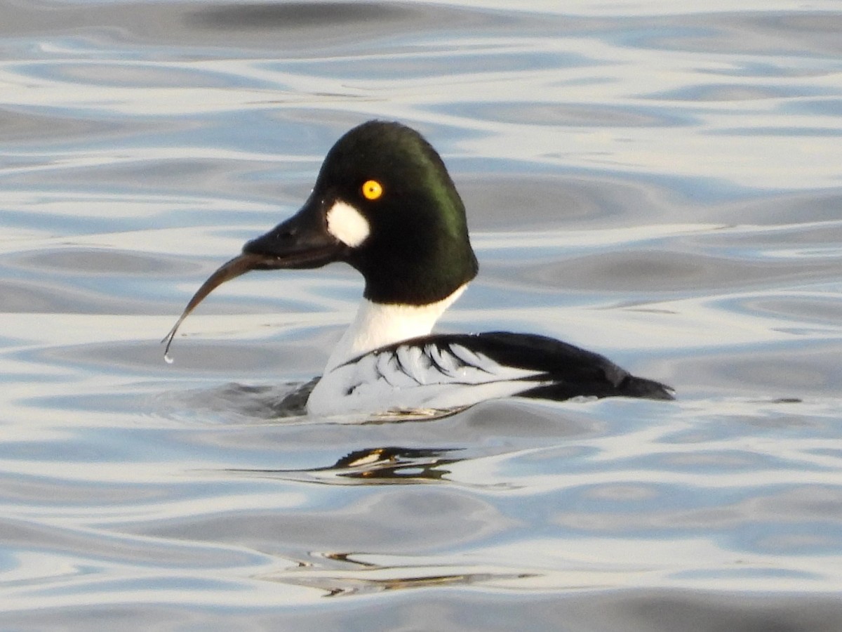 Common Goldeneye - ML612468101