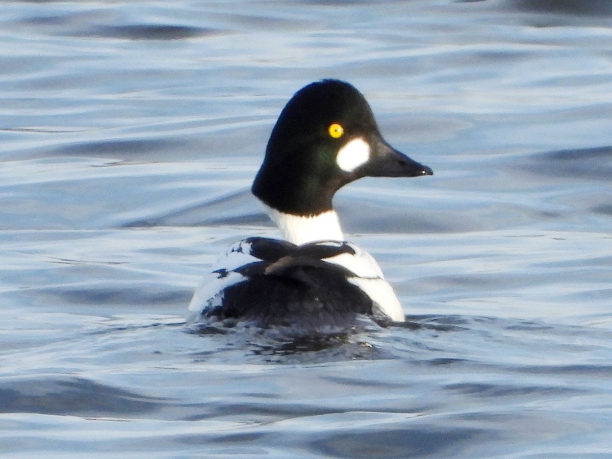 Common Goldeneye - ML612468104