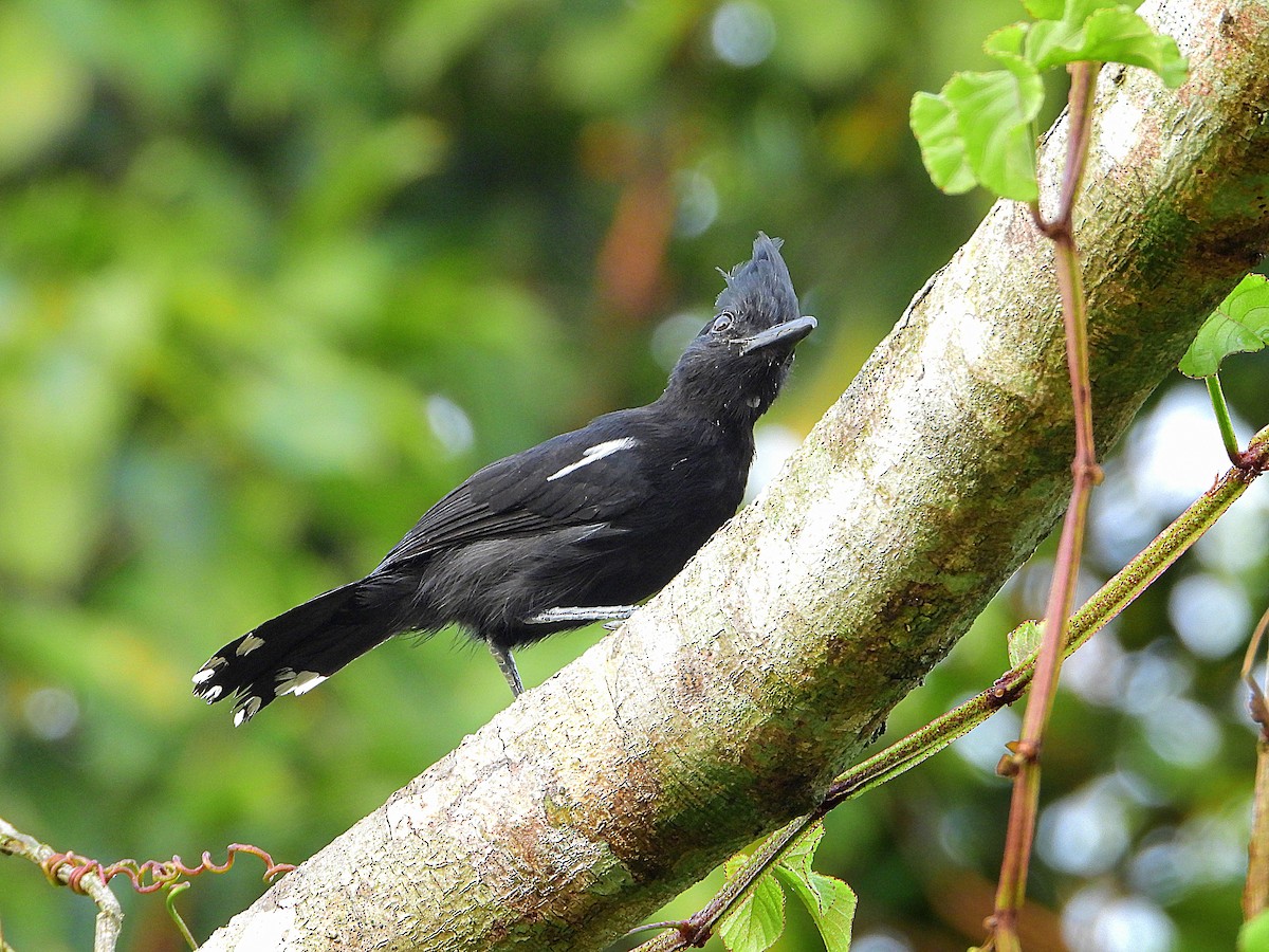 Glossy Antshrike - Glauko Corrêa