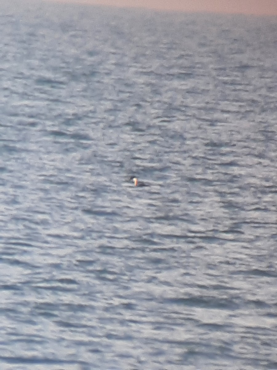 Western Grebe - ML612468128