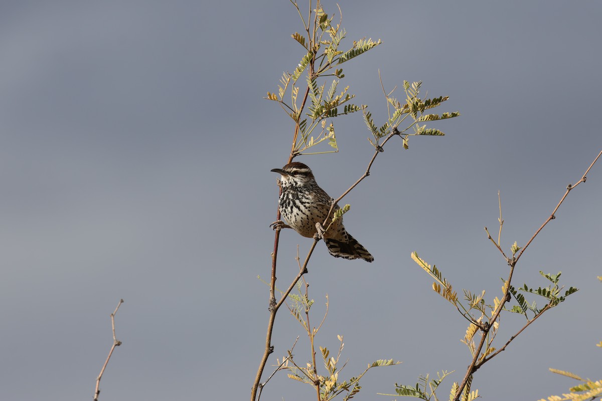 Cactus Wren - ML612468214