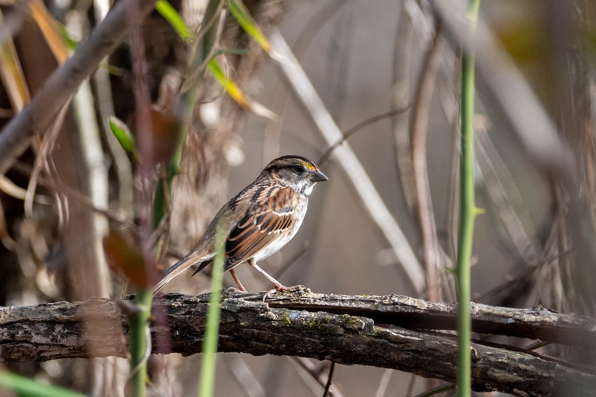 White-throated Sparrow - ML612468275