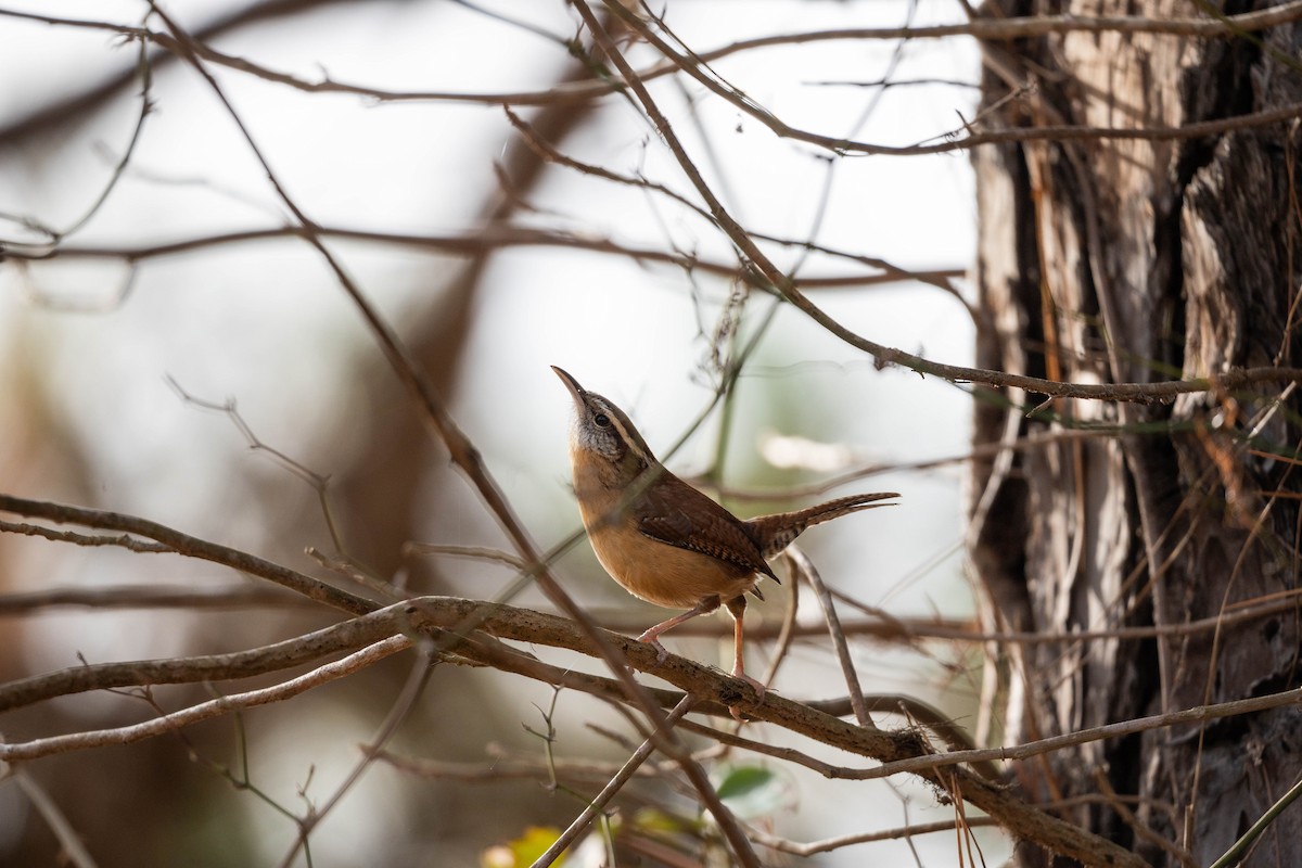 Carolina Wren - ML612468284