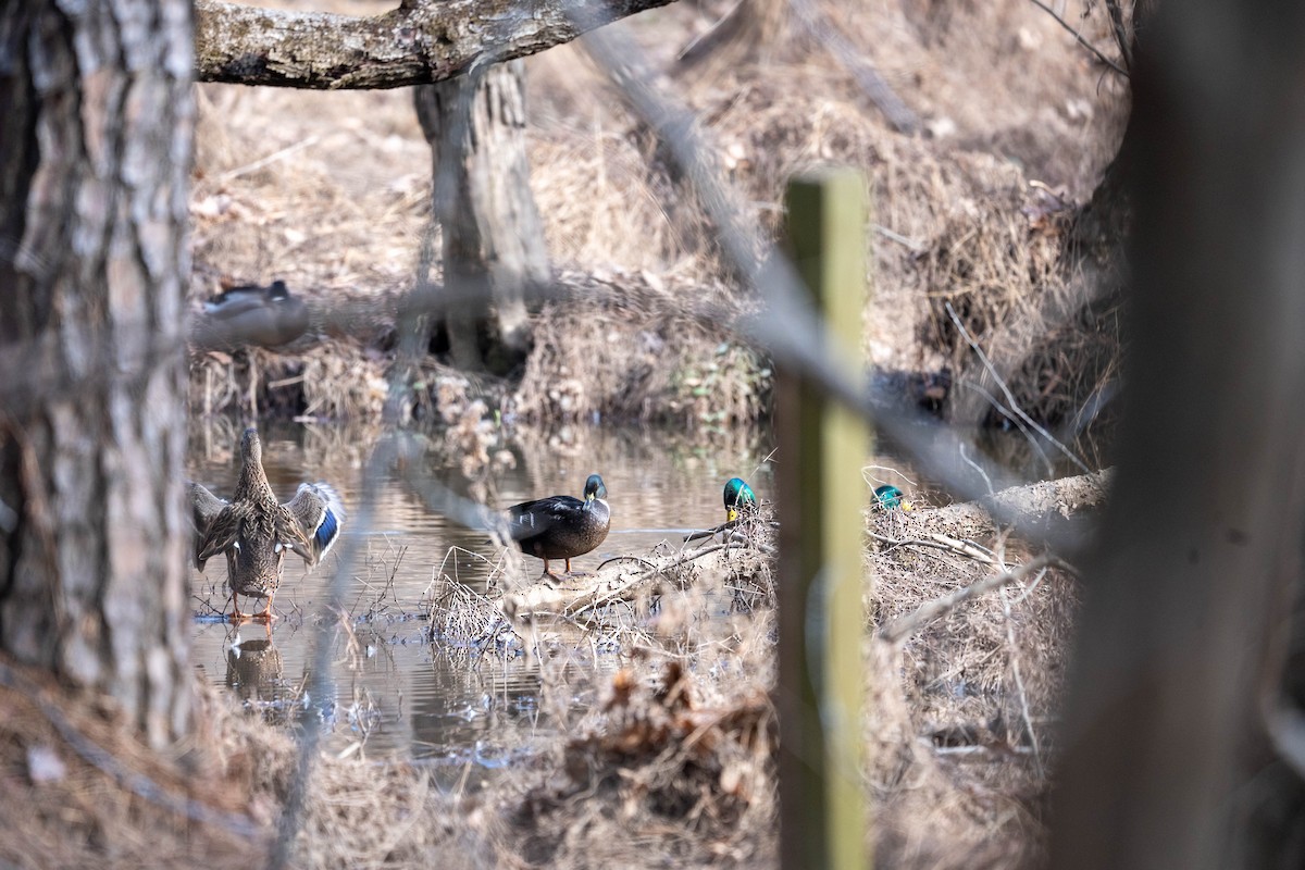 綠頭鴨 - ML612468291