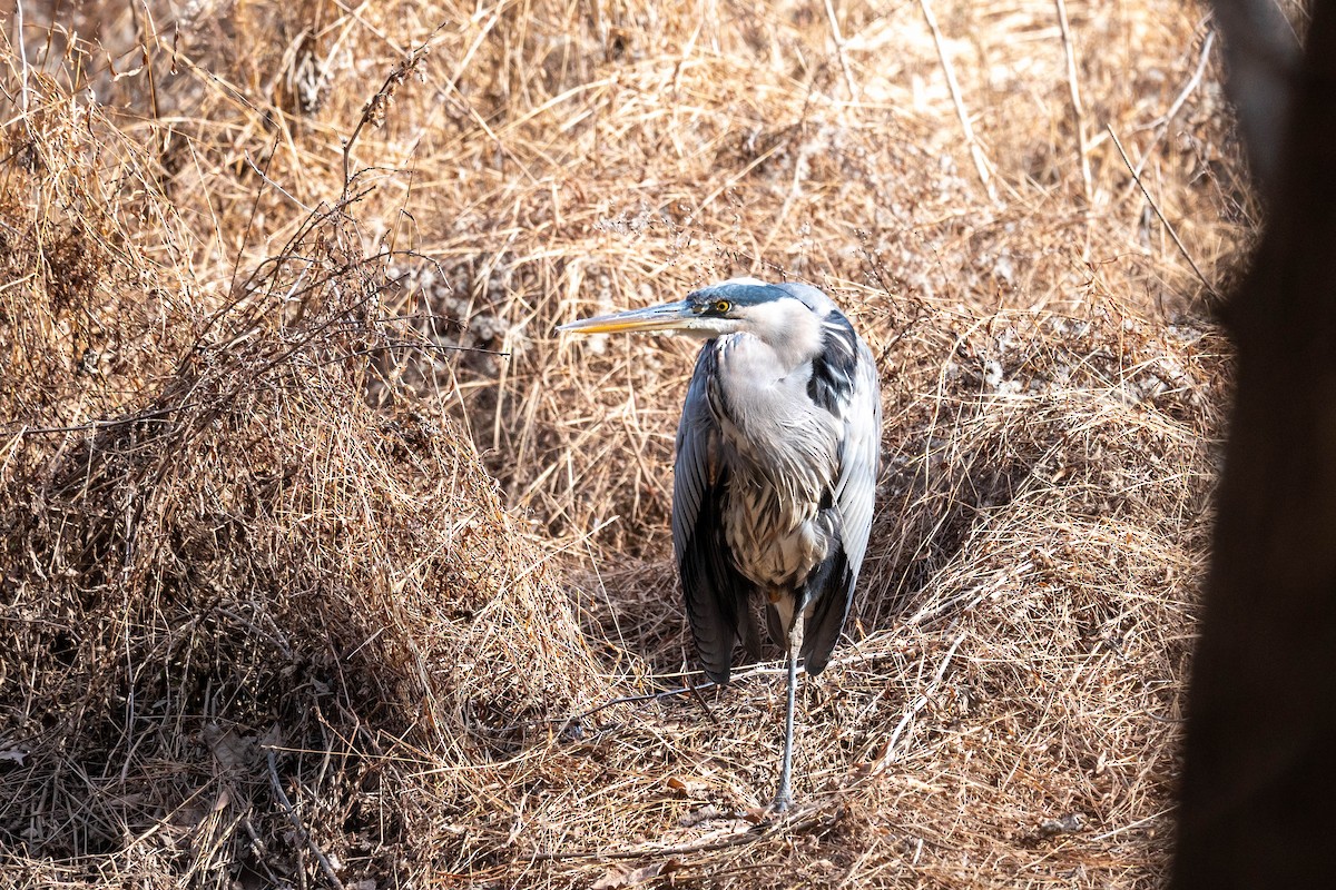 Great Blue Heron - ML612468305