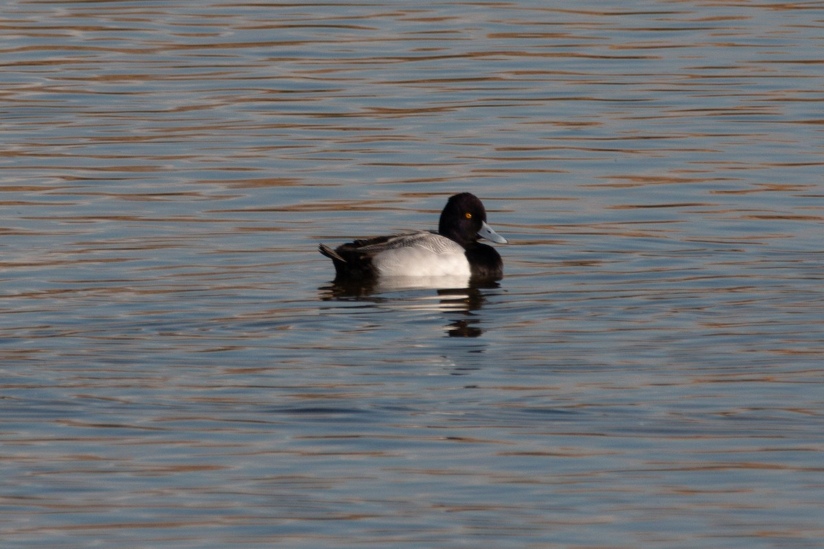 Lesser Scaup - ML612468316