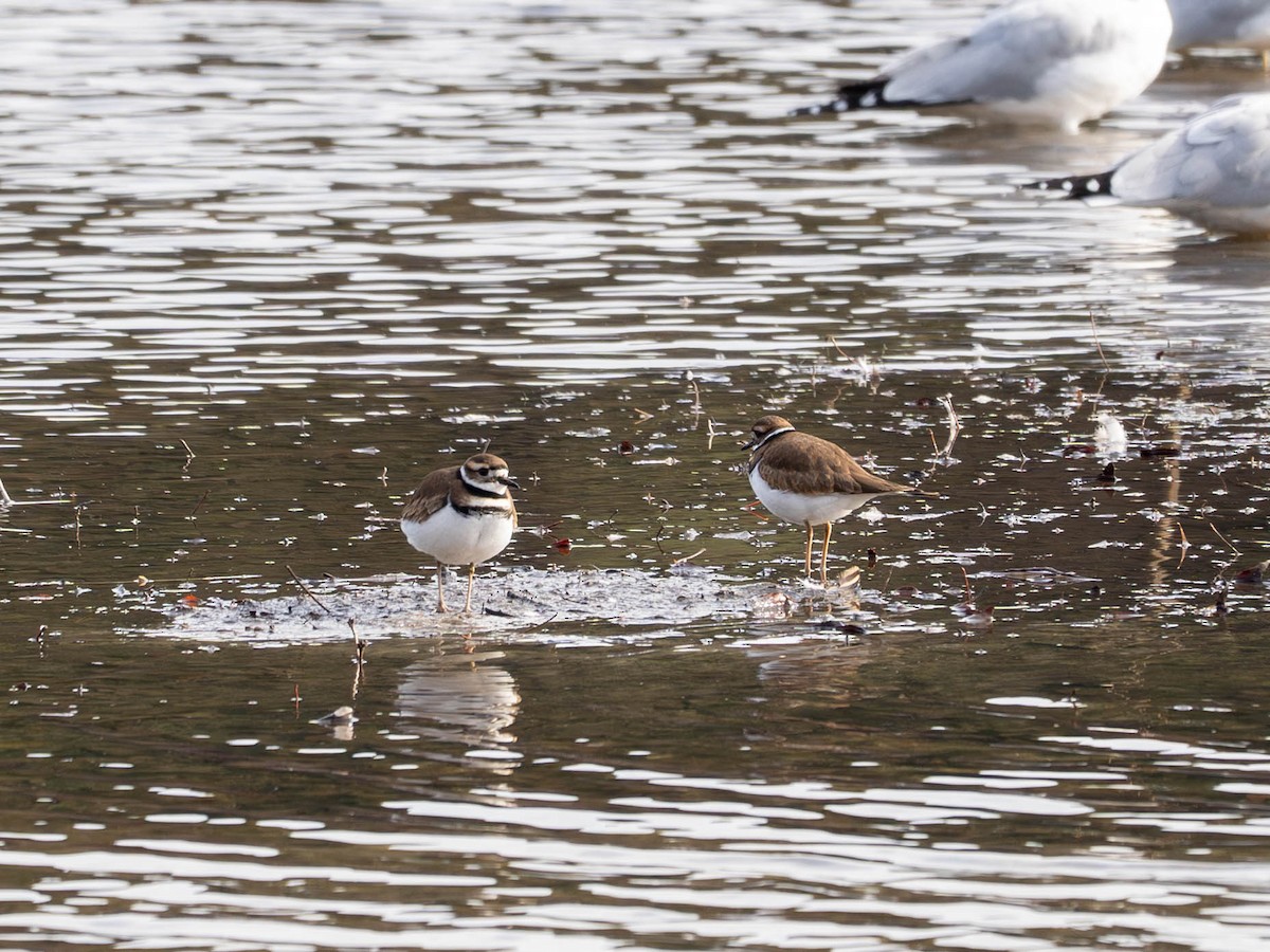 Killdeer - ML612468339