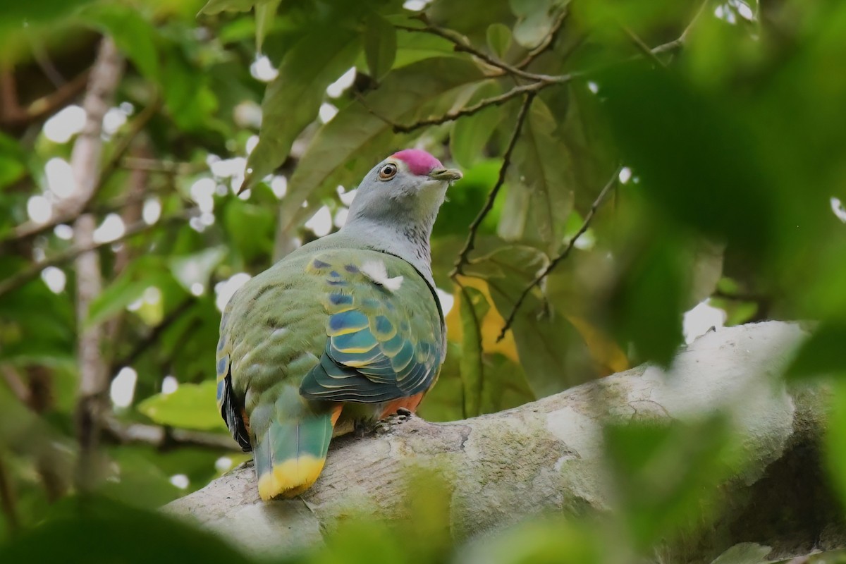 Rose-crowned Fruit-Dove - Scott Linnane