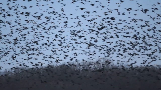 American Crow - ML612468385
