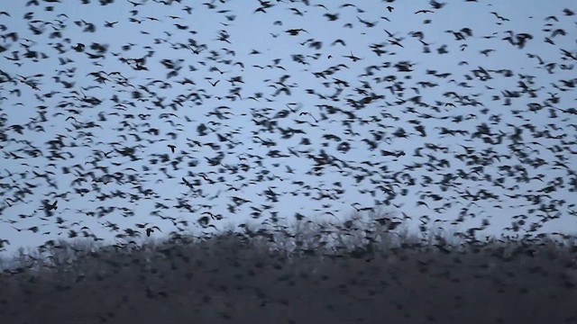 American Crow - ML612468385