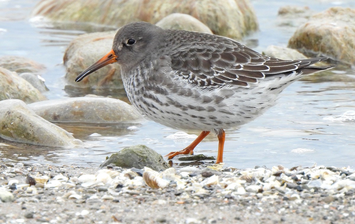 Purple Sandpiper - ML612468442