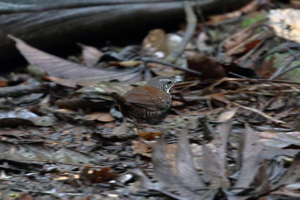 Rusty-belted Tapaculo - ML612468505