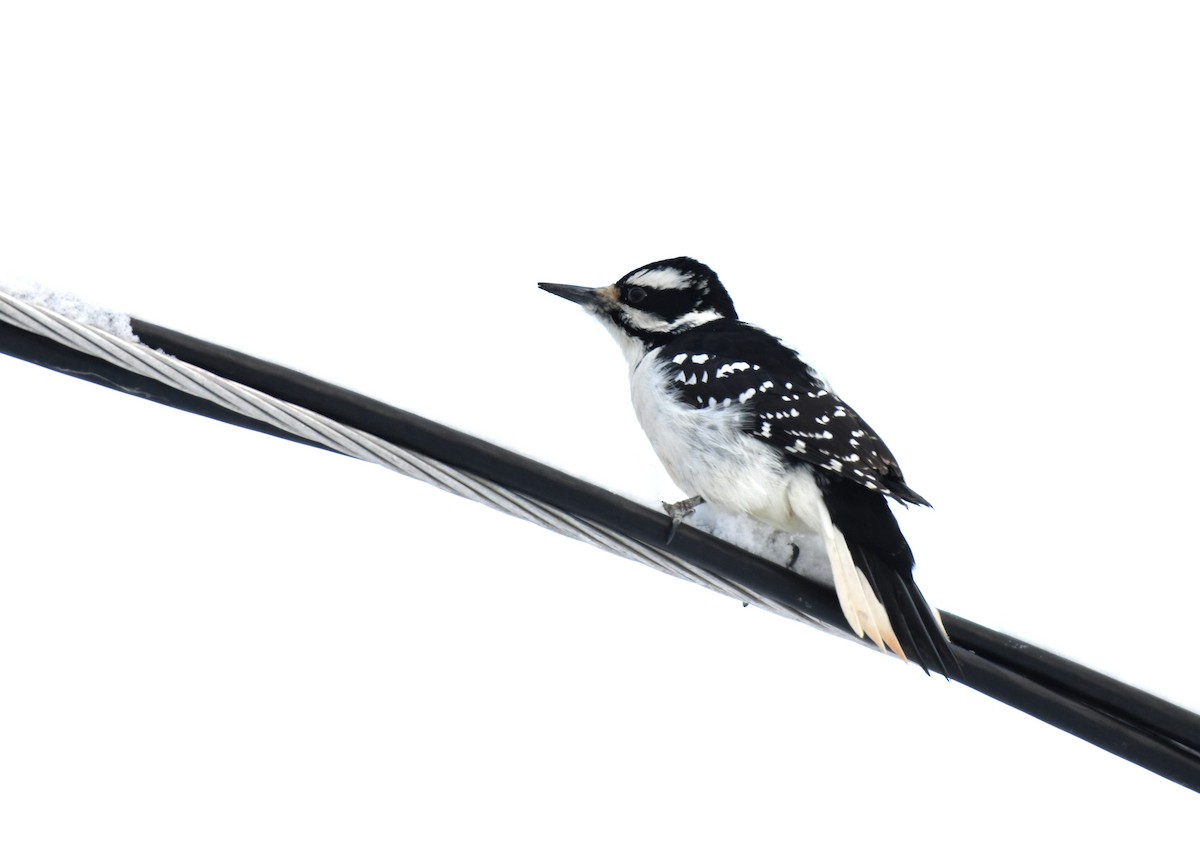 Hairy Woodpecker - ML612468521