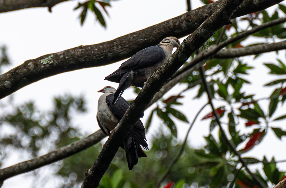 White-headed Pigeon - ML612468565