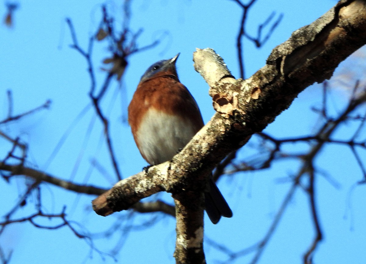 Eastern Bluebird - ML612468588