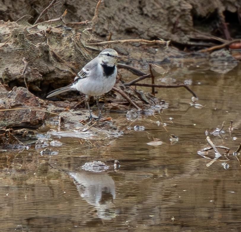 White Wagtail - Patsy Russo