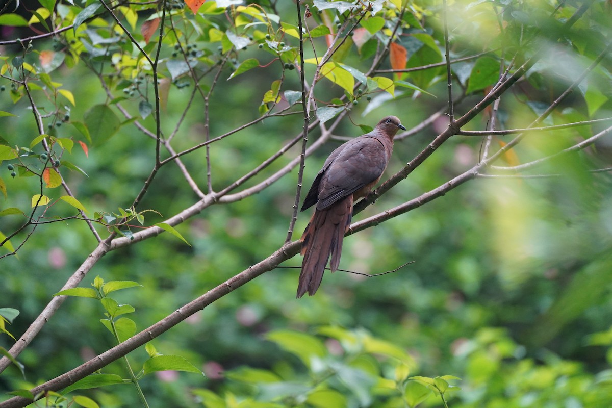 Brown Cuckoo-Dove - Davis Lau