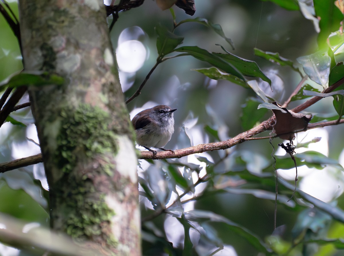 Brown Gerygone - ML612468613