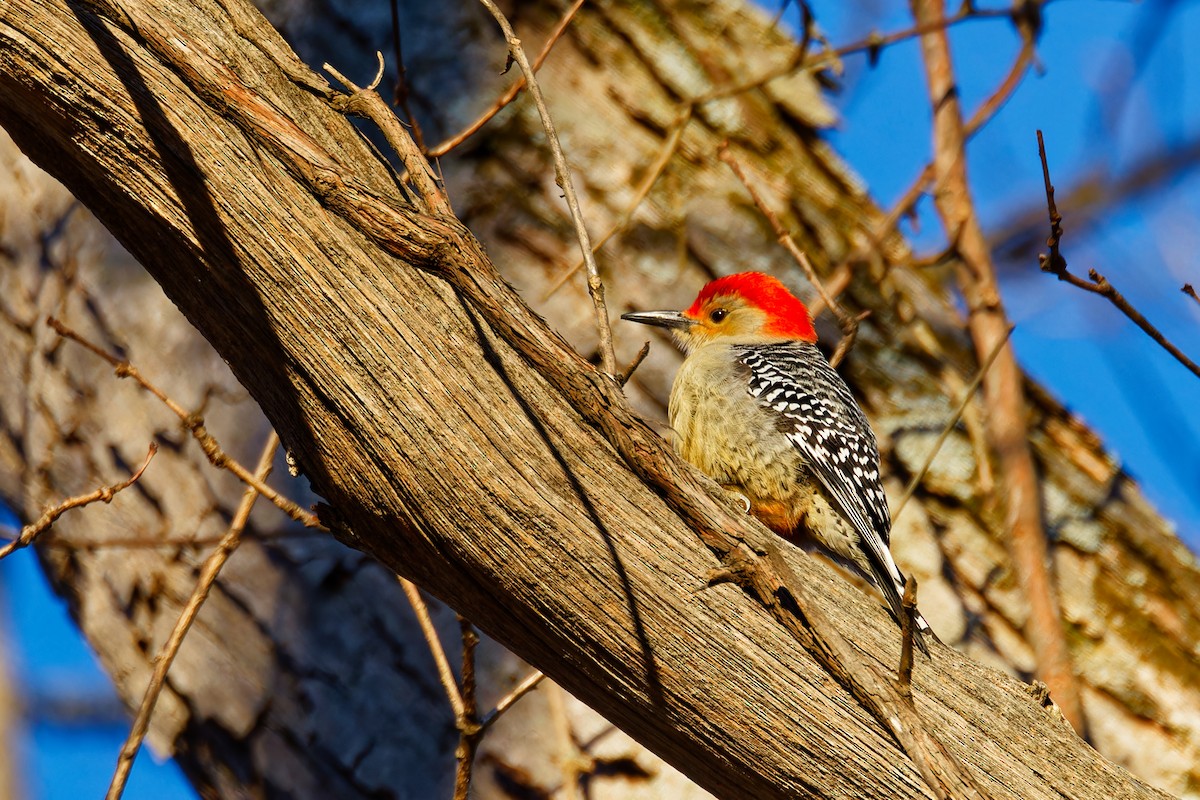 Red-bellied Woodpecker - Ruogu Li