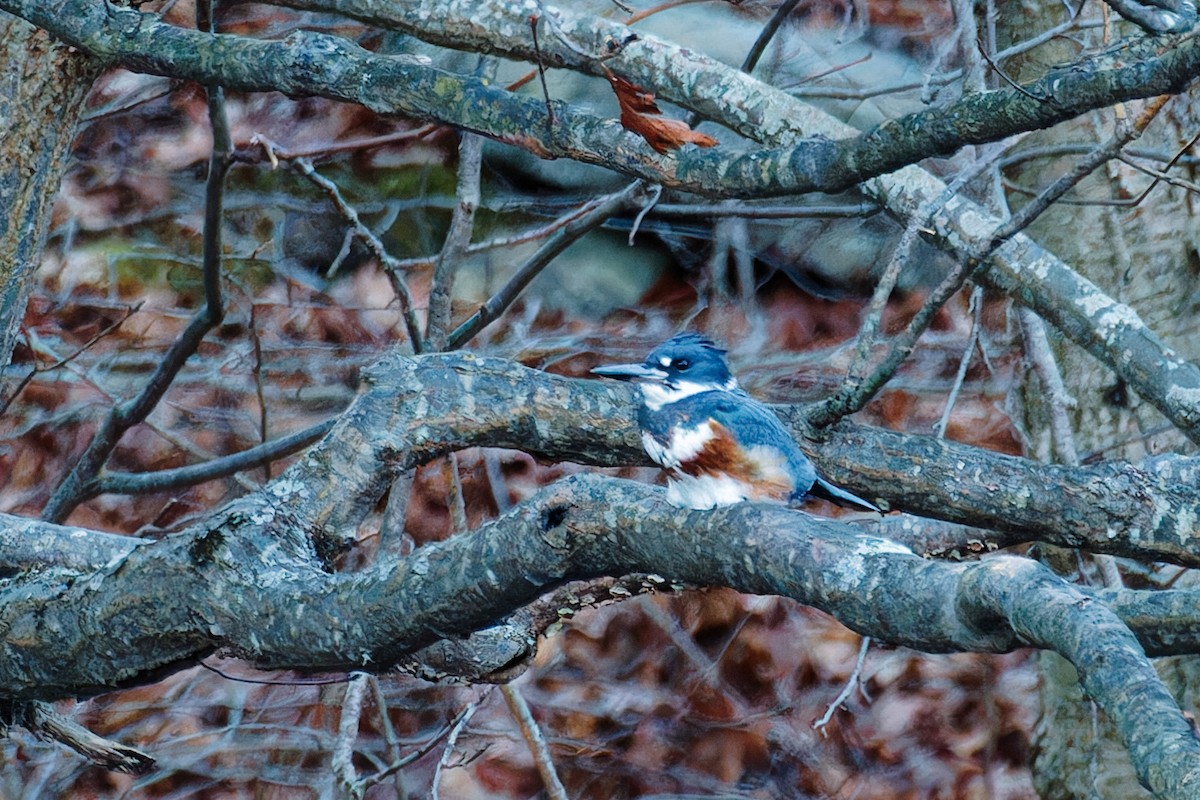 Belted Kingfisher - ML612468640