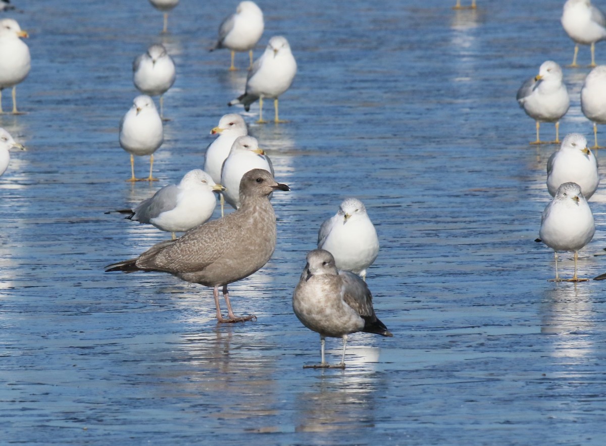 Goéland arctique - ML612468701