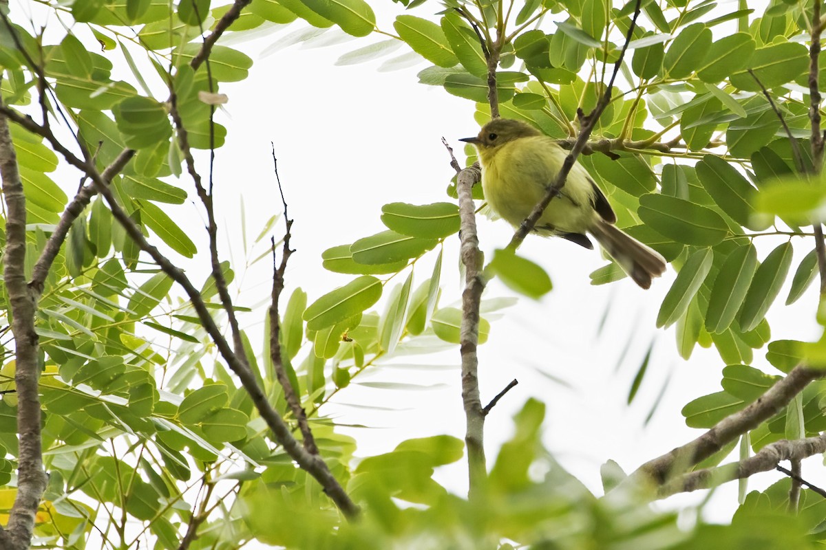 Minas Gerais Tyrannulet - Leonildo Piovesan